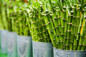 Bamboo Alternatives for Sustainable Living